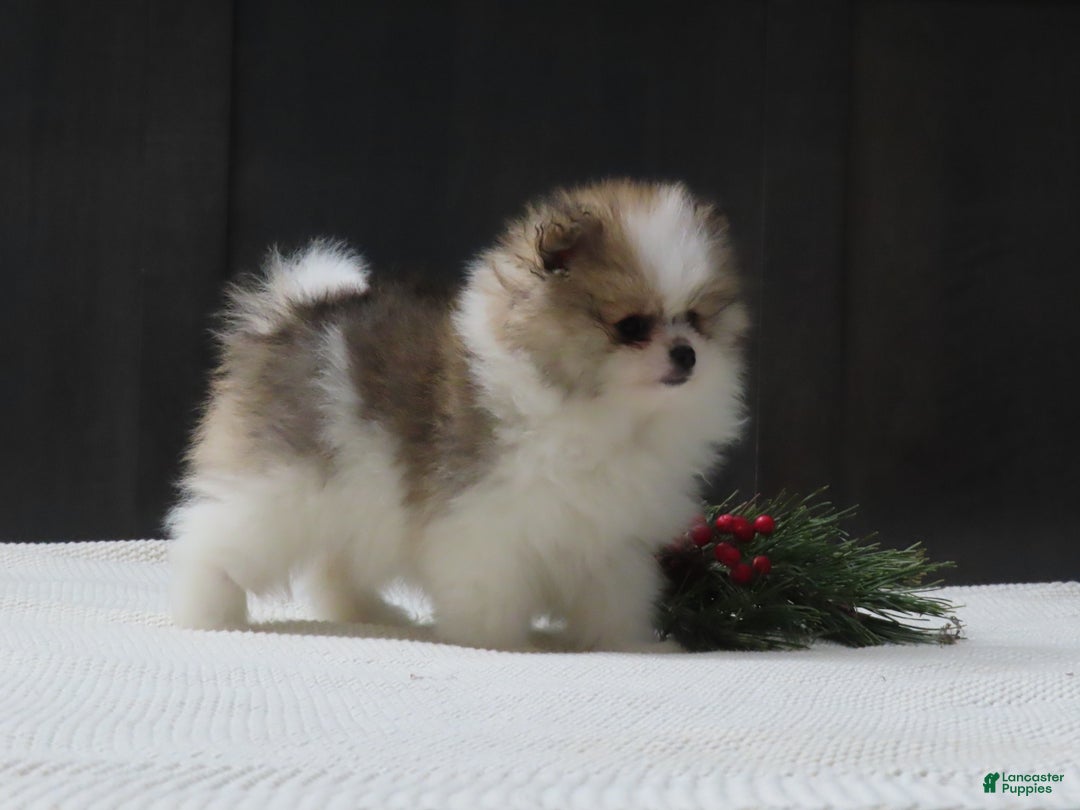 Pomeranian dogs for sale: DASSY - Ad 8