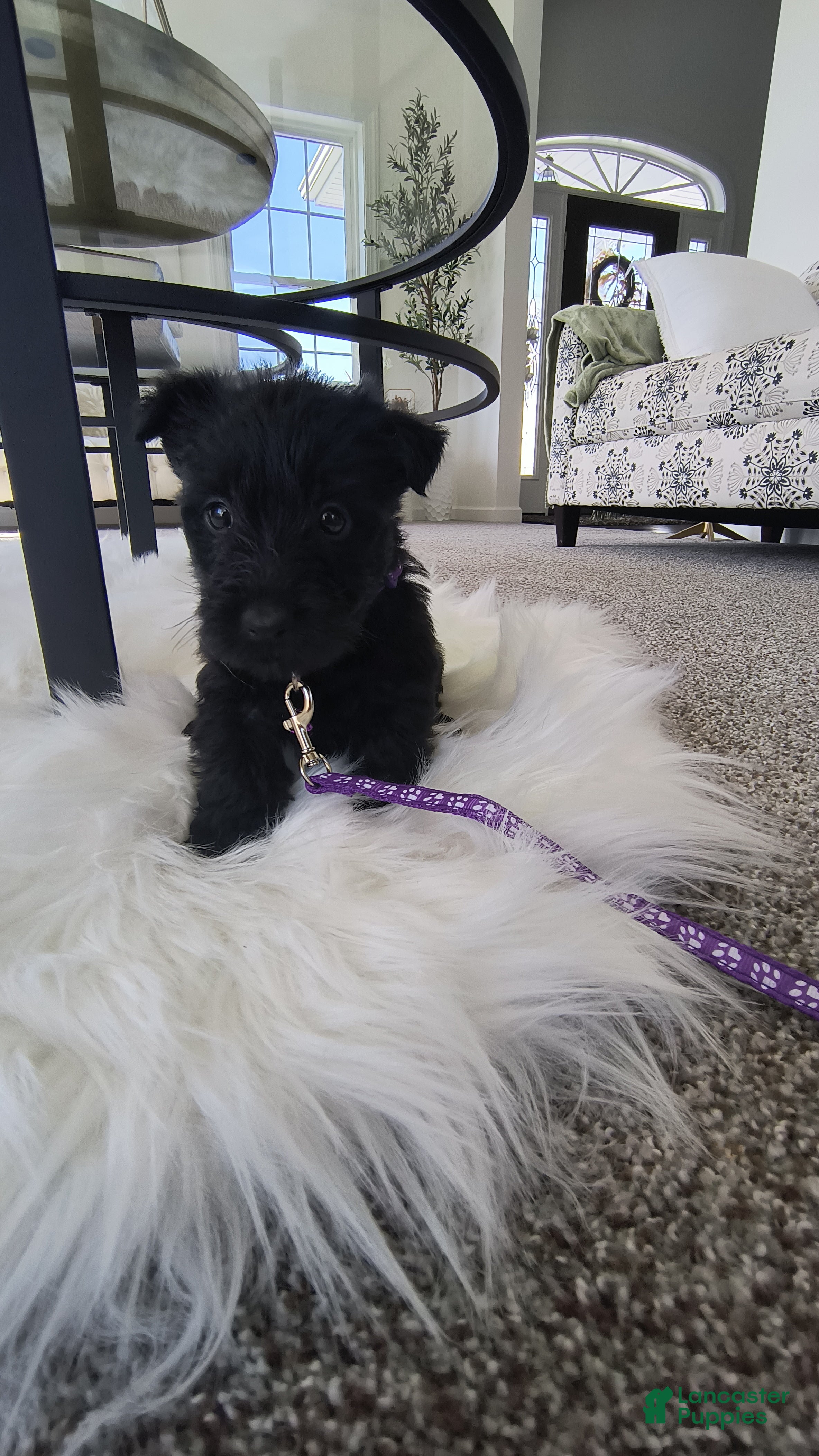 Family Scottish Terrier Puppies for sale Lancaster Puppies