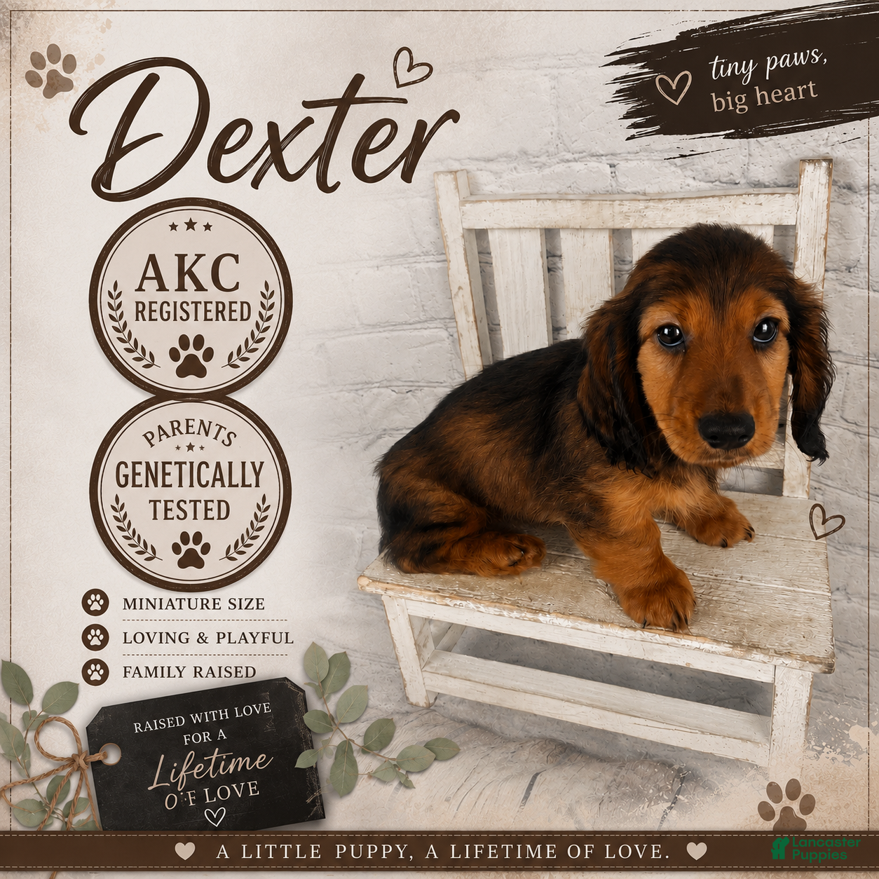 Miniature Dachshund dogs Dexter - Ad 1