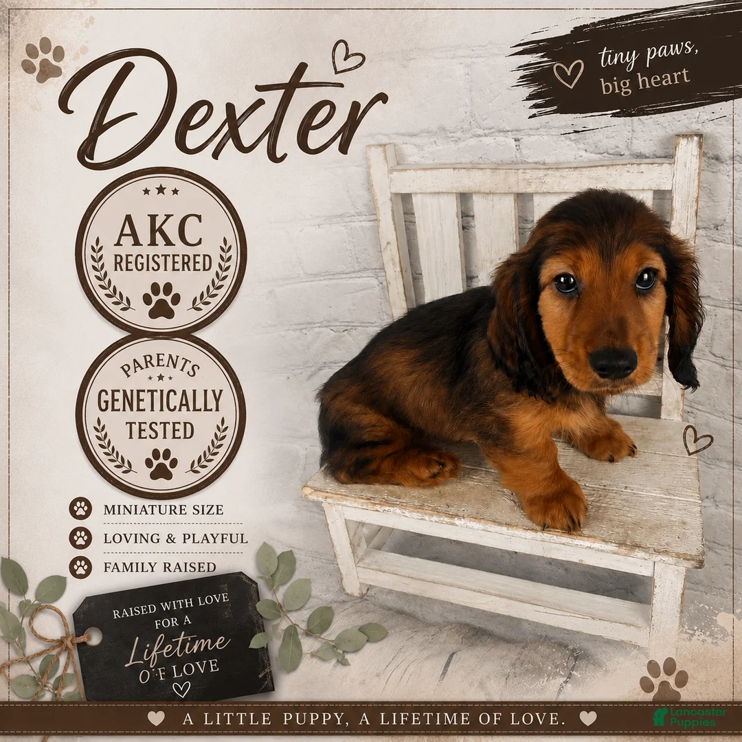Miniature Dachshund dogs for sale: Dexter - Ad 1