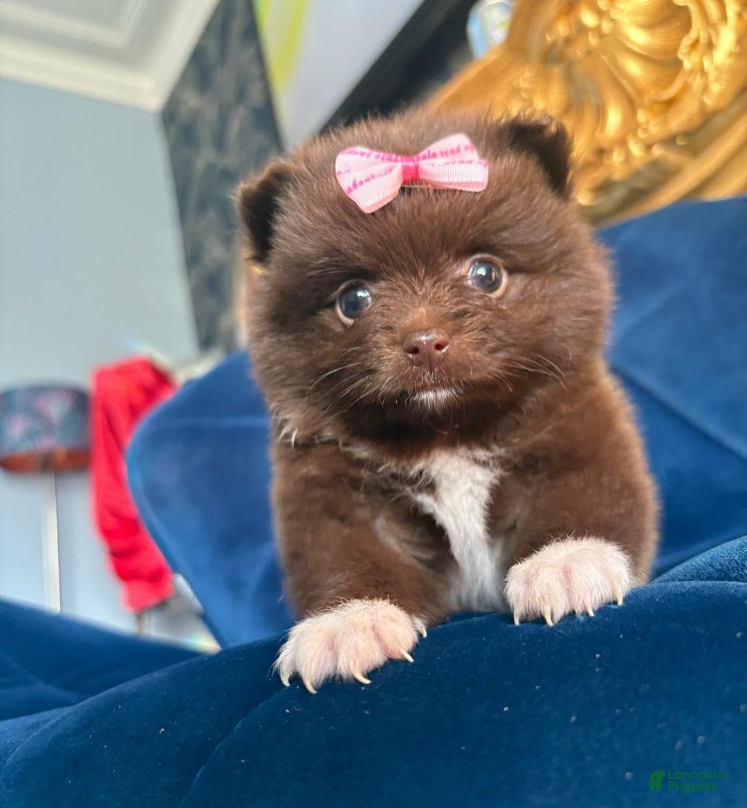 Pomeranian dogs for sale: Ciri - Ad 23