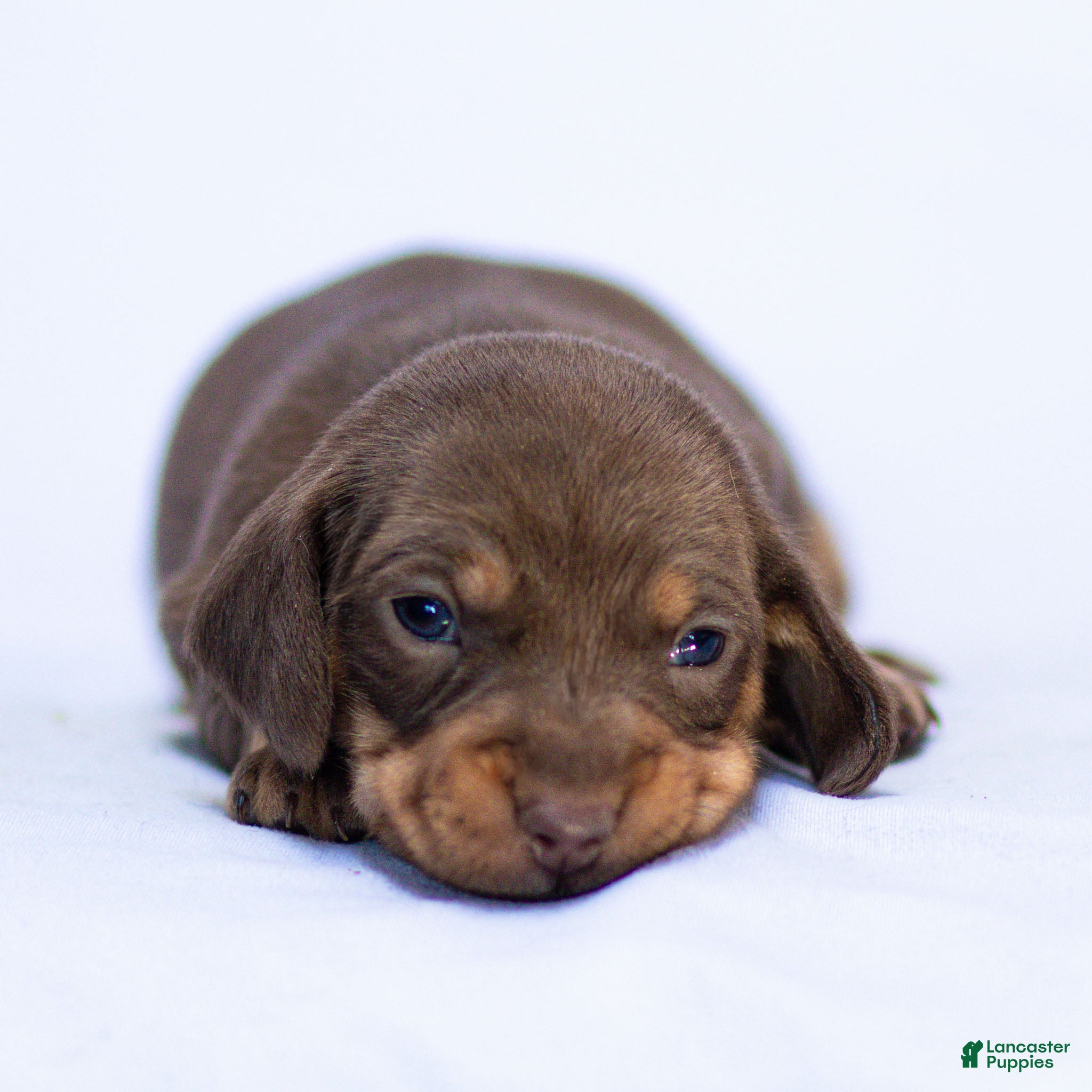Miniature Dachshund dogs Nellie Miniature Dachshund Puppy  - Ad 2