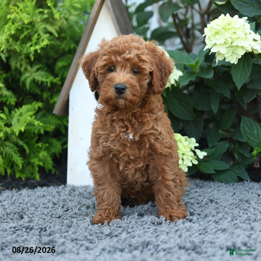 Miniature Poodle dogs for sale: Macy - Ad 1