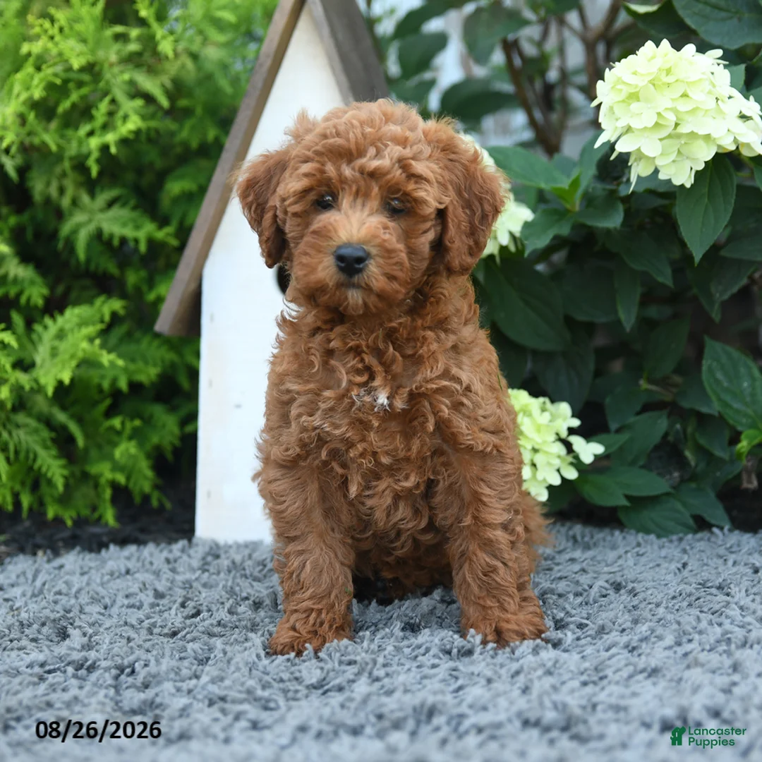 Miniature Poodle dogs for sale: Macy - Ad 1