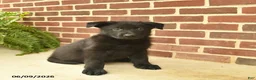 German Shepherd dogs for sale: Base  - Ad 2