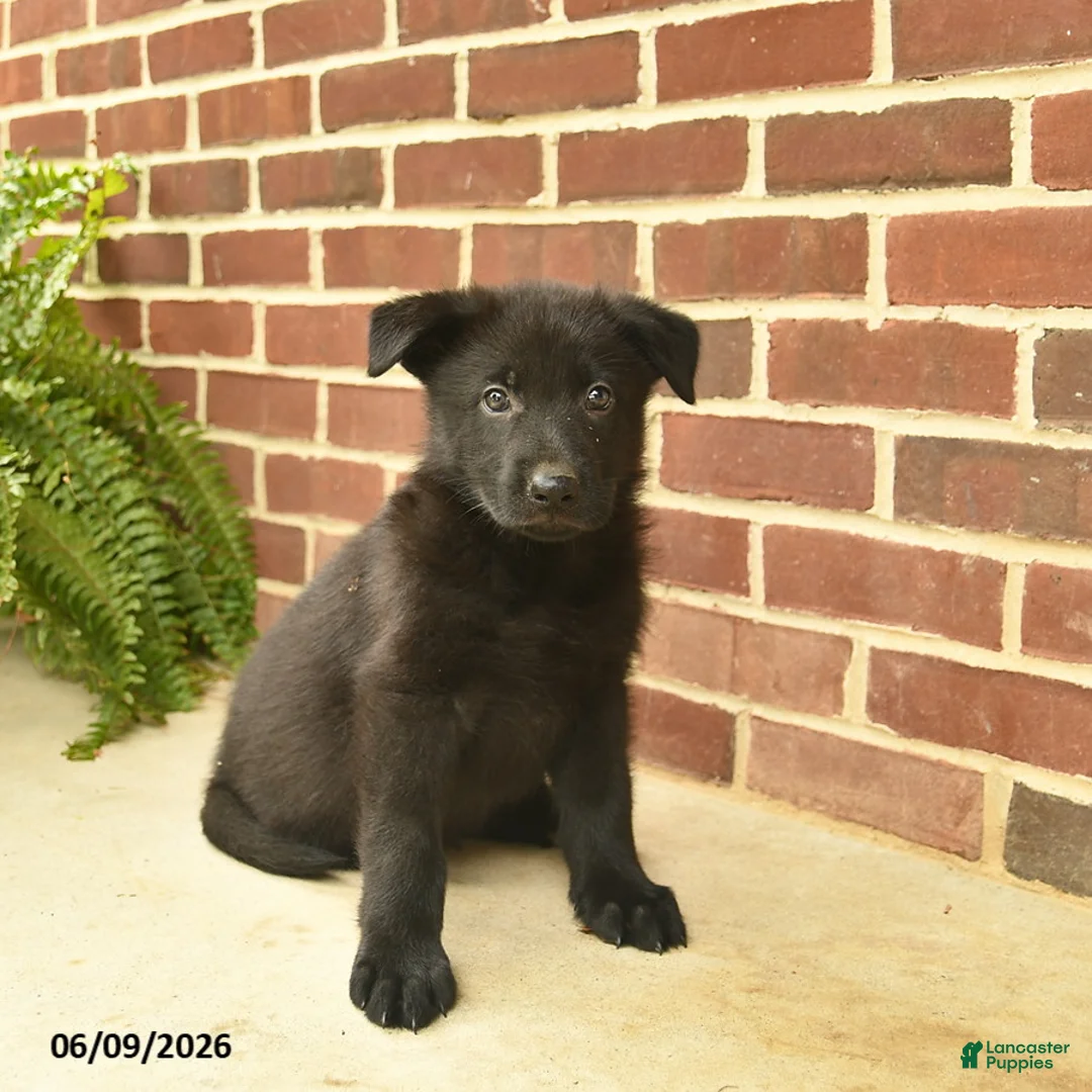 German Shepherd dogs for sale: Base  - Ad 2