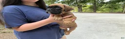 Boxer dogs for sale: Lizzie AKC Euro - Ad 4