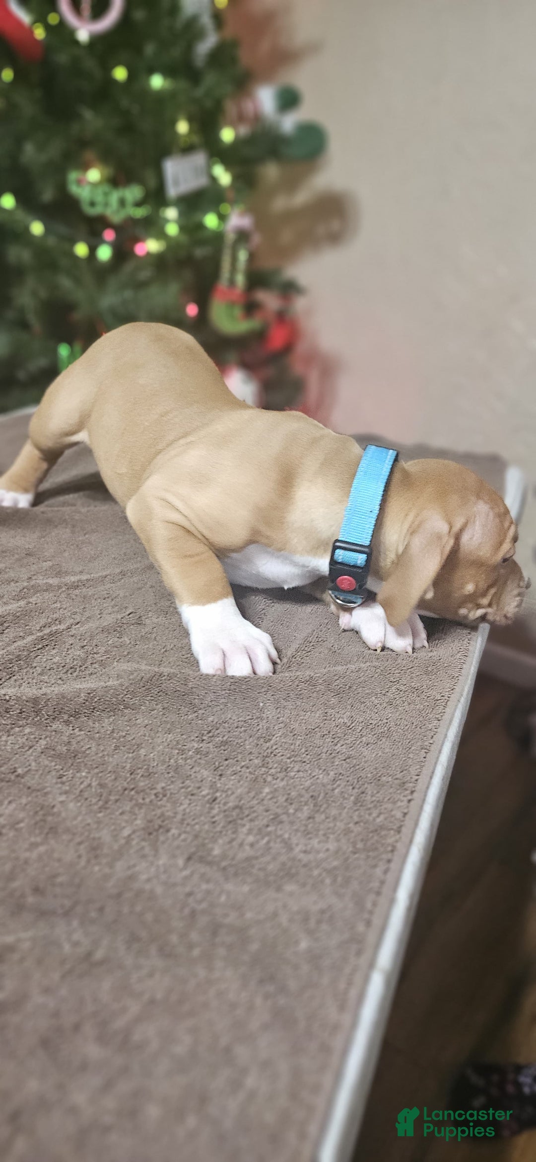 American Bully dogs for sale: Snowflake  - Ad 4