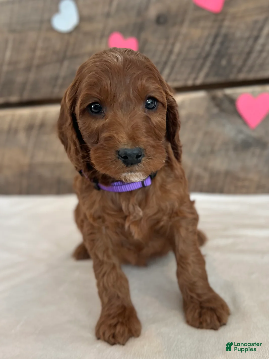 Irish Doodle dogs for sale: Lily - Ad 15