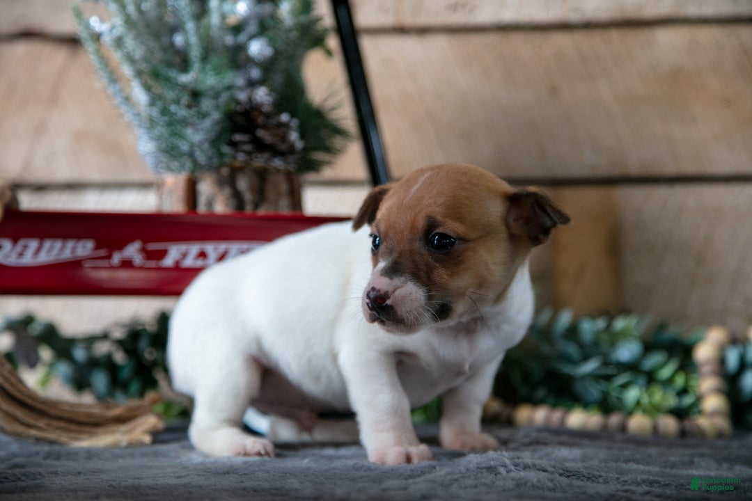 Jack Russell Terrier dogs for sale: Scooter - Ad 3