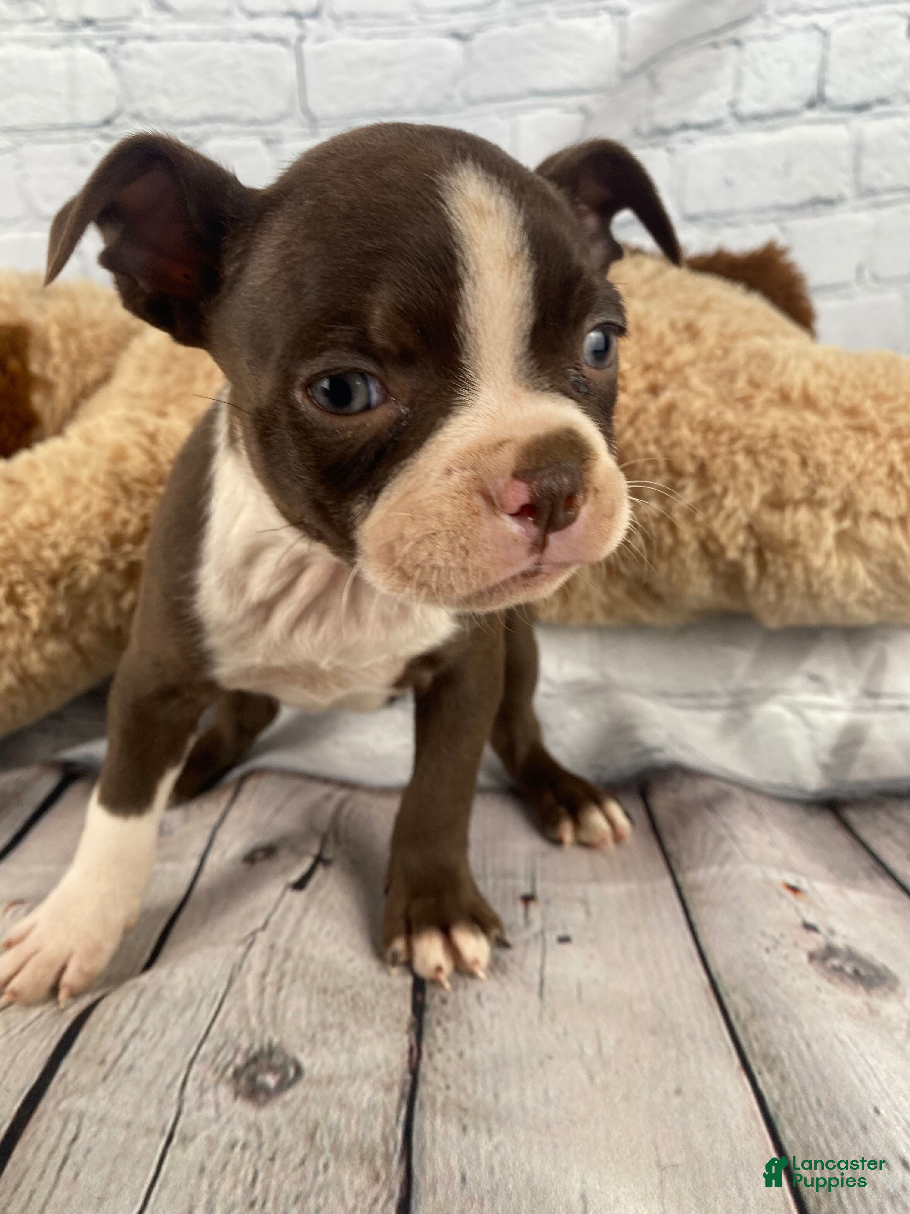 Boston Terrier dogs Zoey - Ad 1