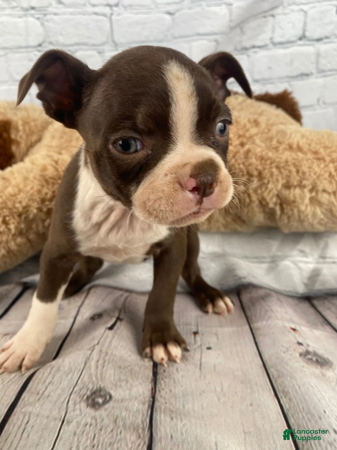 Boston Terrier dogs for sale: Zoey - Ad 1