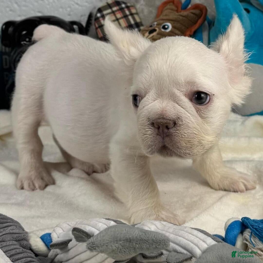 French Bulldog dogs for sale: French Bulldog Puppy 2 - Ad 3