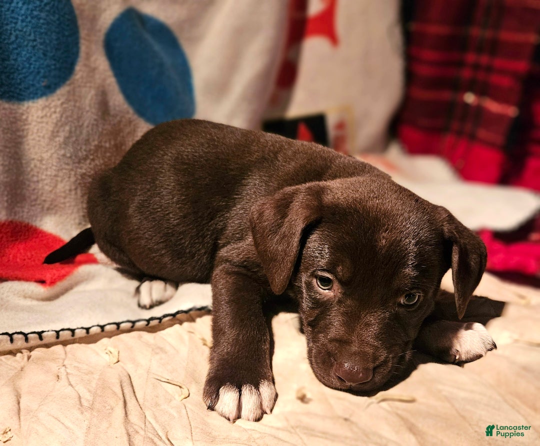 Border Collie dogs for sale: Cierra - Ad 2