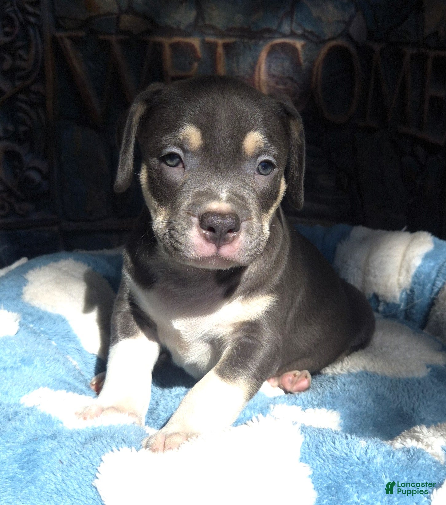 American Bully dogs "MICHAEL JACKSON" / BLUE TRI COLOR - Ad 19