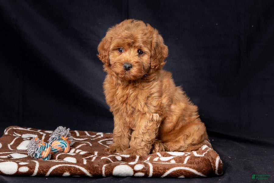 Mini Goldendoodle dogs Laylah - Ad 2