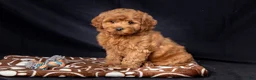 Mini Goldendoodle dogs for sale: Laylah - Ad 2