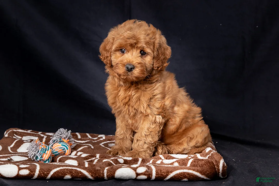 Mini Goldendoodle dogs for sale: Laylah - Ad 2