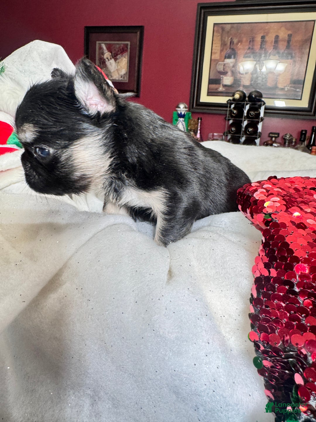 French Bulldog dogs for sale: French Bulldog Puppy 1 - Ad 5