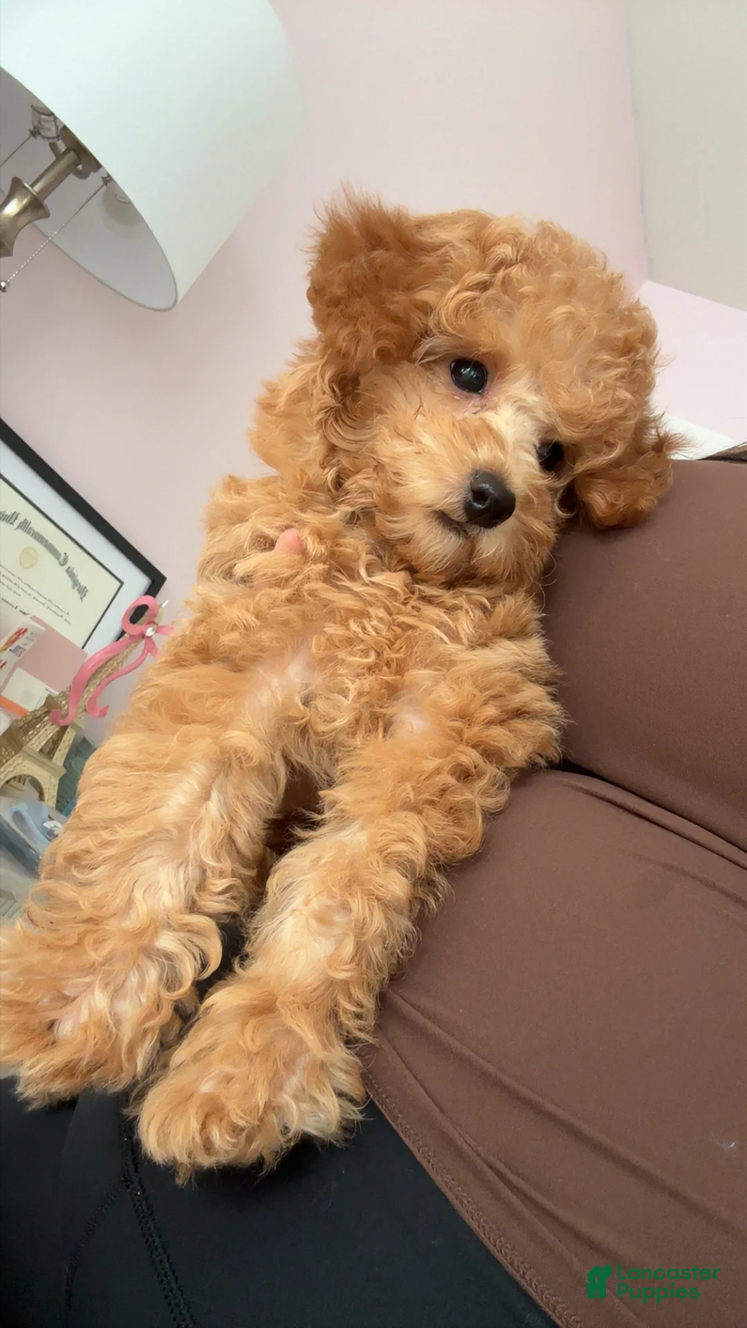 Miniature Poodle dogs for sale: Geo - Ad 2