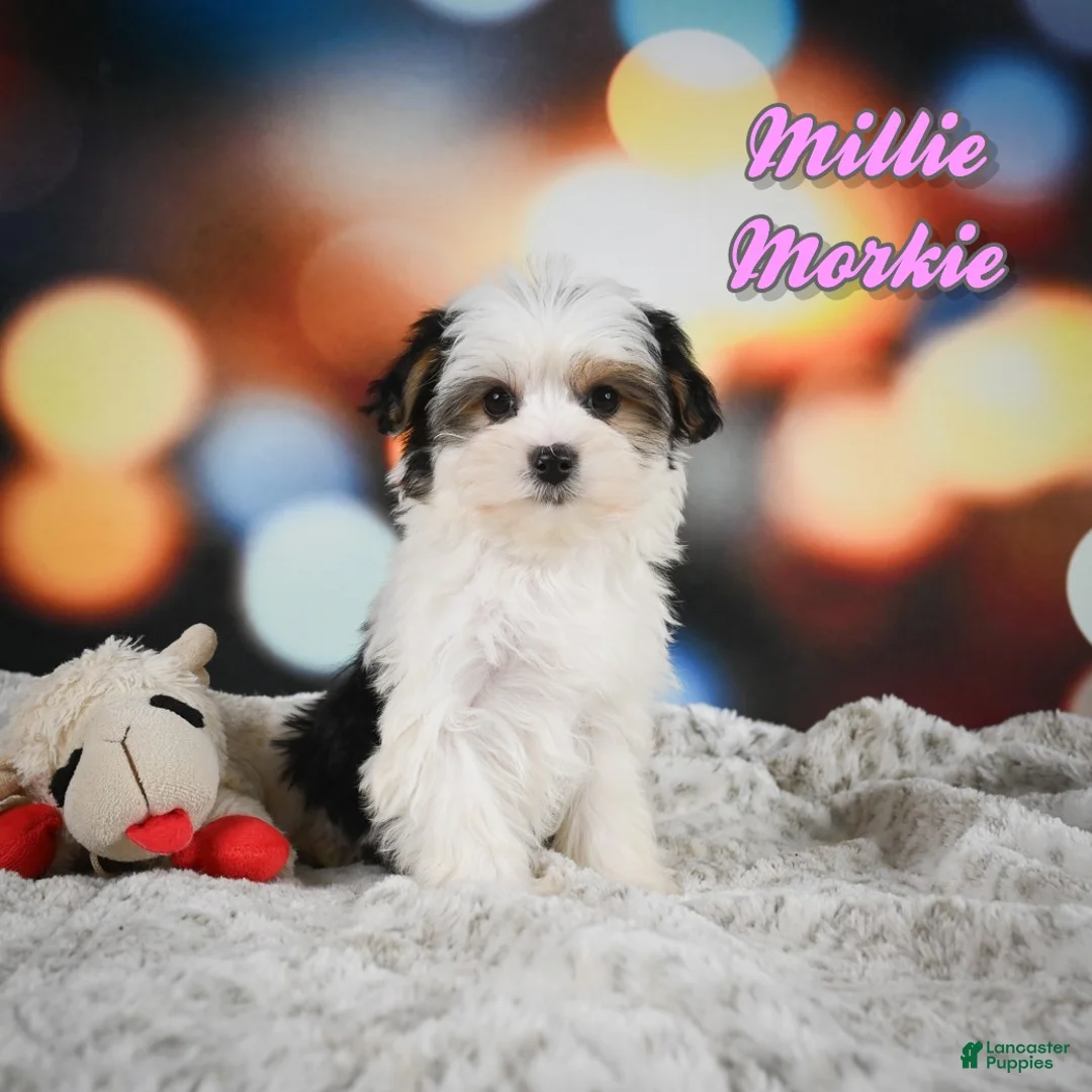 Morkie dogs for sale: Millie - Ad 1