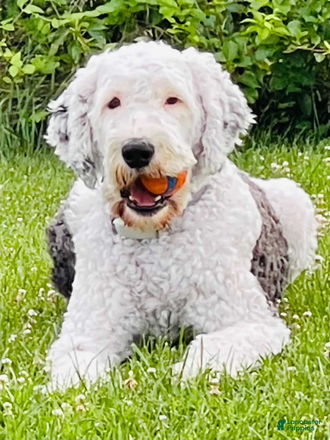 Sheepadoodle dogs for sale: Oreo - Ad 11