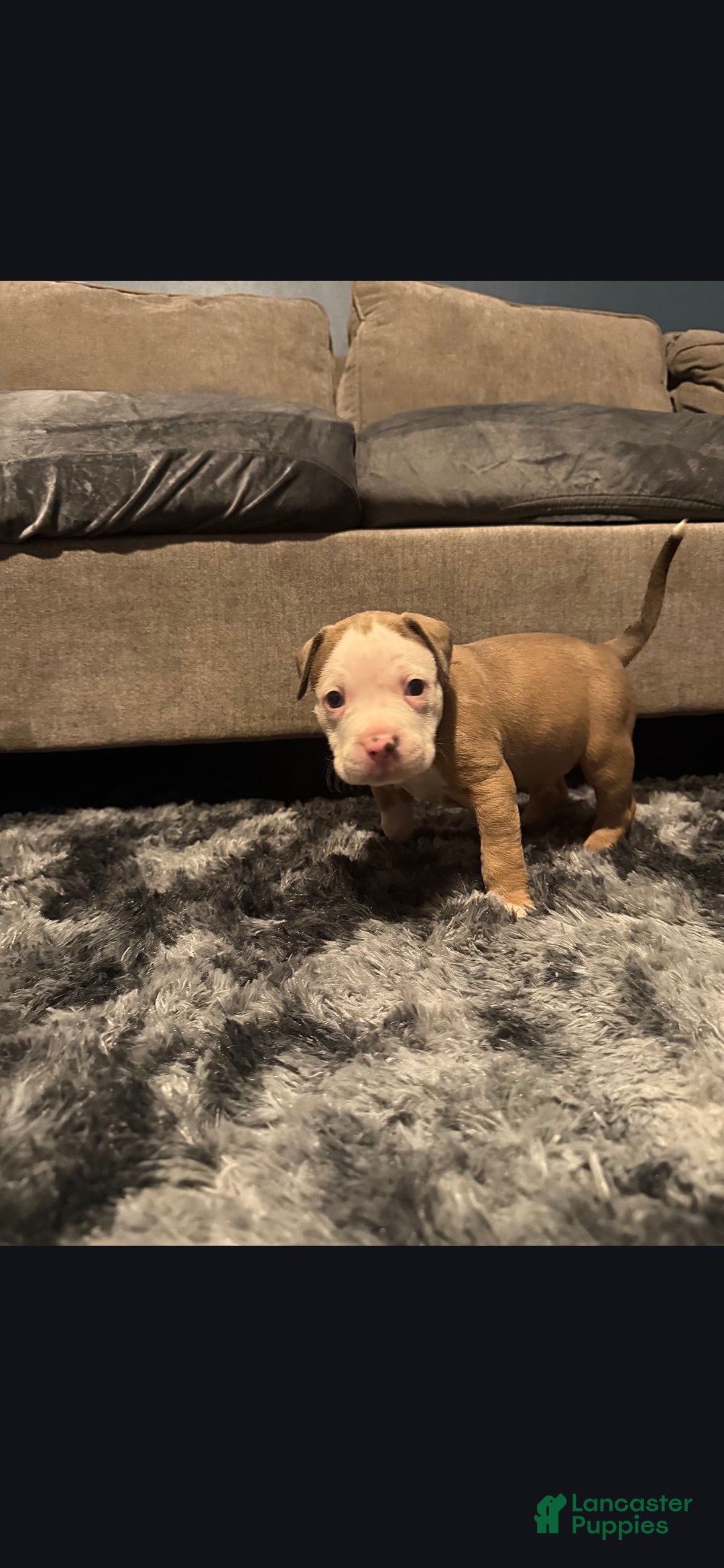 American Pit Bull Terrier dogs for sale: Snow - Ad 2