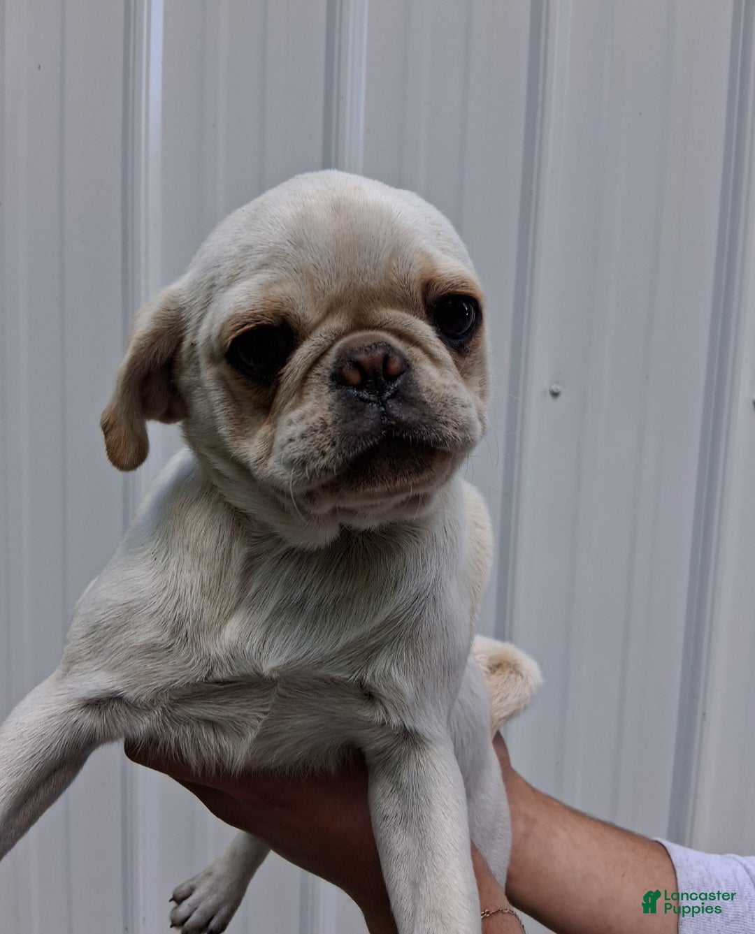 Pug dogs Kami - Ad 2