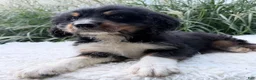 Bernedoodle dogs for sale: Cosmo - Ad 3