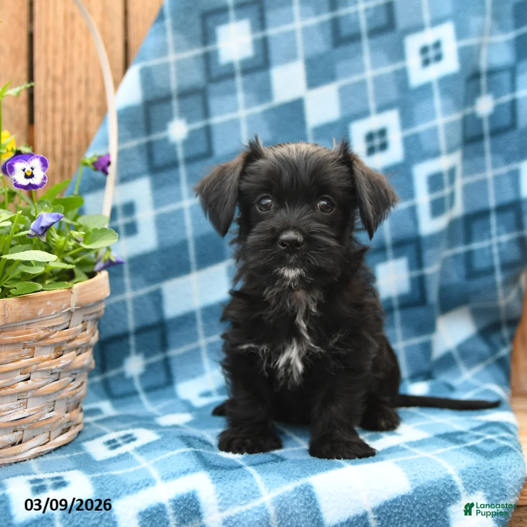 Mixed Breed dogs for sale: Shadow - Ad 5