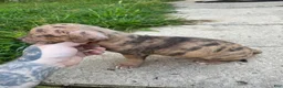 American Bully dogs for sale: Tony - Ad 10