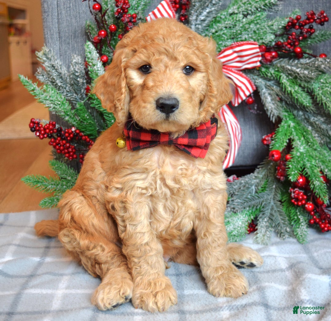 Goldendoodle dogs for sale: Parker  - Ad 1