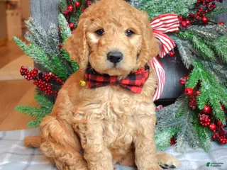 Goldendoodle dogs Parker - Ad 34