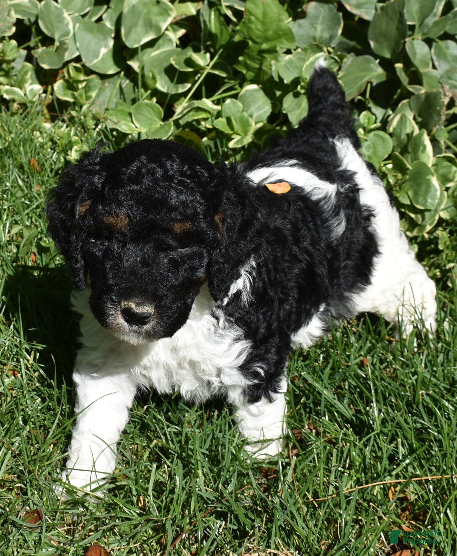 Standard Poodle dogs Standard Poodle 3 Black Tri - Ad 1