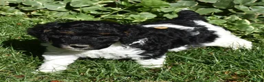Standard Poodle 3 Black Tri
