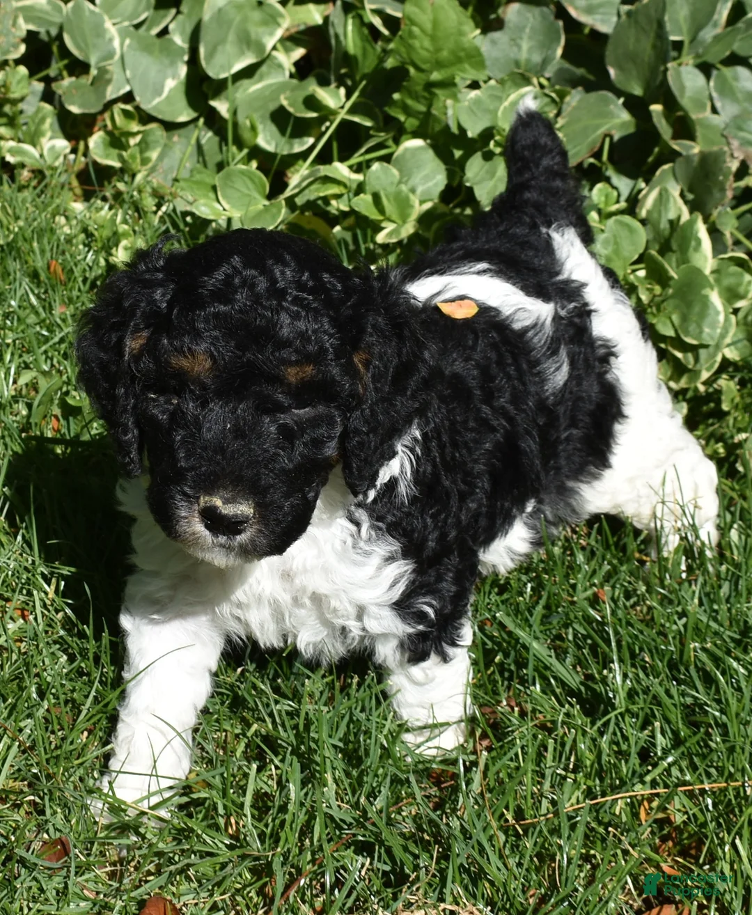 Standard Poodle dogs for sale: Standard Poodle 3 Black Tri - Ad 1
