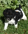 Standard Poodle 3 Black Tri