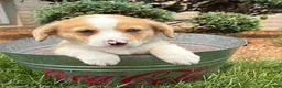 Welsh Corgi Pembroke dogs for sale: Gilbert blue eyes - Ad 3