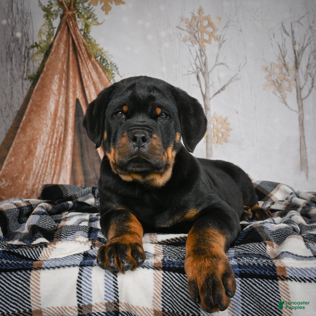 Rottweiler dogs Serena / Mocha – Santos Ad-Dirah - Ad 12