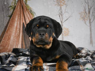 Rottweiler dogs Serena / Mocha – Santos Ad-Dirah - Ad 1
