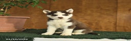 Siberian Husky dogs for sale: Bella   - Ad 1