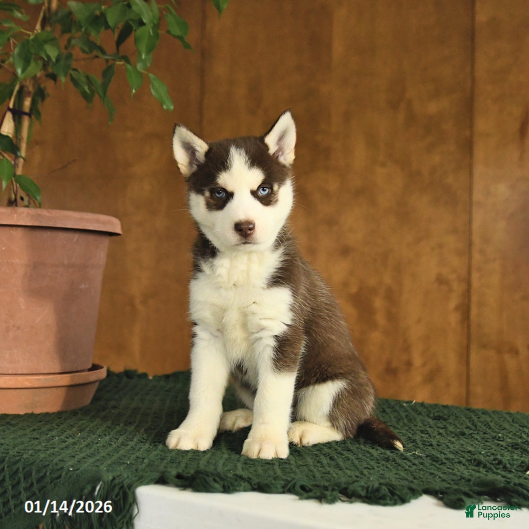 Siberian Husky dogs for sale: Bella   - Ad 1