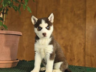 Siberian Husky dogs Bella - Ad 40