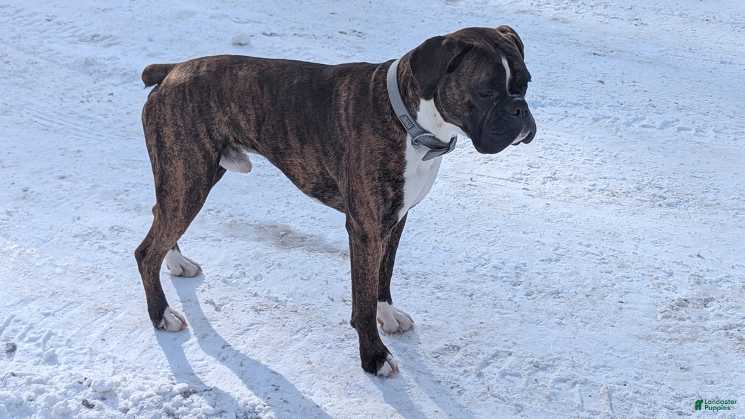 Boxer dogs for sale: Bella - Ad 11