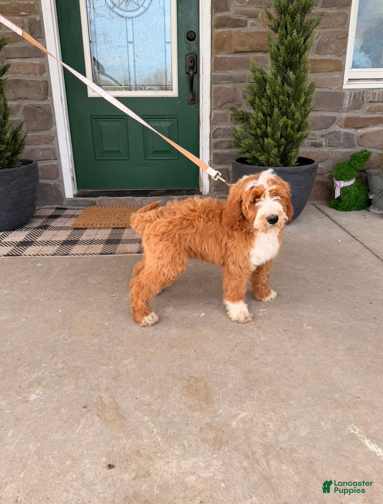 Bernedoodle dogs Bernedoodle Puppy 1 - Ad 1