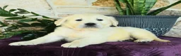 Golden Retriever dogs for sale: Dustin - Ad 3