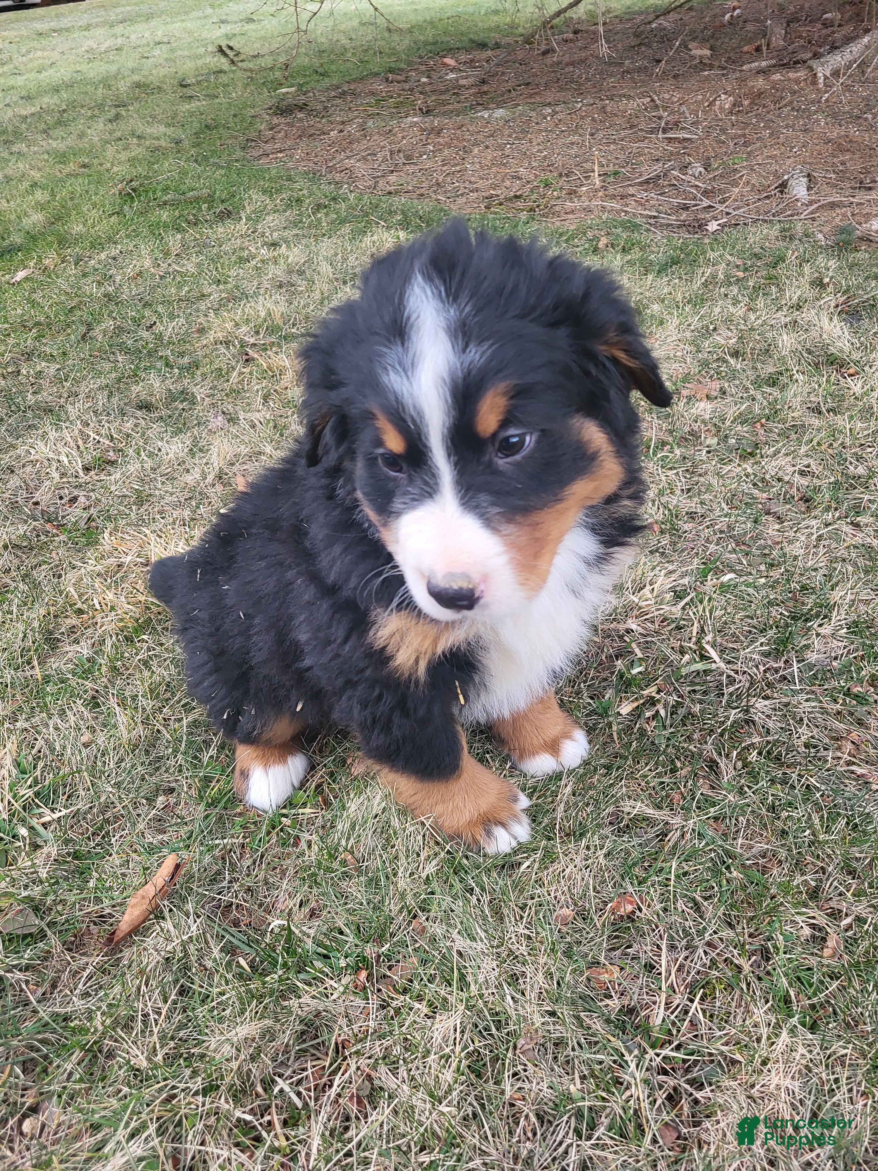 Bernese Mountain Dog dogs Leo - Ad 2