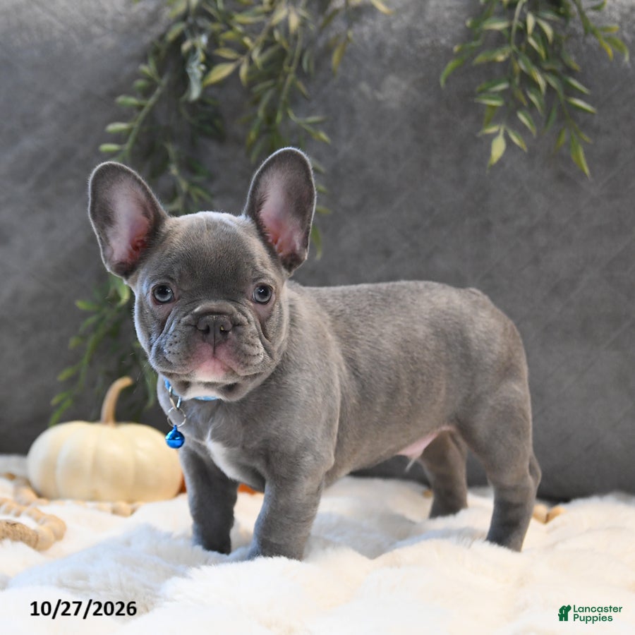 French Bulldog dogs for sale: Cruise  - Ad 2