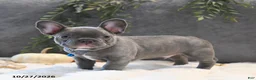 French Bulldog dogs for sale: Cruise  - Ad 2