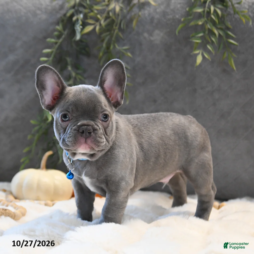 French Bulldog dogs for sale: Cruise  - Ad 2